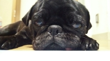 f:id:dog_life_saving:20140216200104j:image