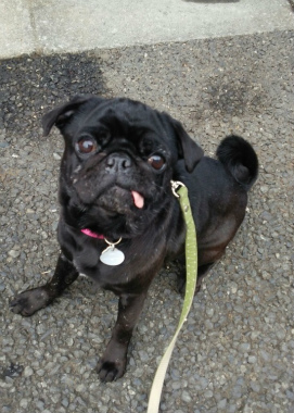 f:id:dog_life_saving:20140216200105j:image