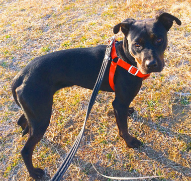 f:id:dog_life_saving:20140216212357j:image