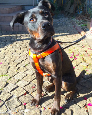 f:id:dog_life_saving:20140216212358j:image