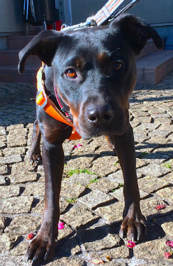 f:id:dog_life_saving:20140216212359j:image