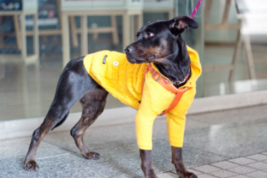 f:id:dog_life_saving:20140216212400j:image