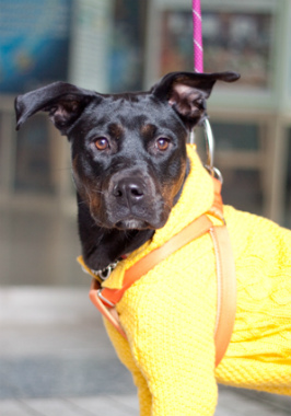 f:id:dog_life_saving:20140216212401j:image