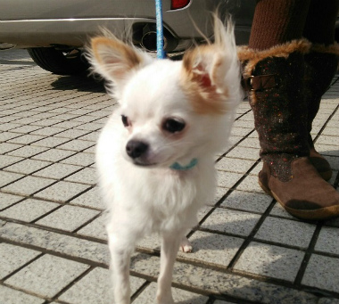 f:id:dog_life_saving:20140218212033j:image