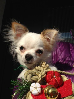 f:id:dog_life_saving:20140218212034j:image