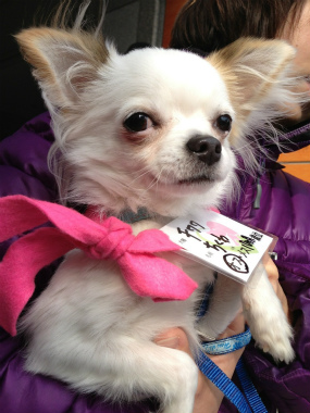 f:id:dog_life_saving:20140218212035j:image