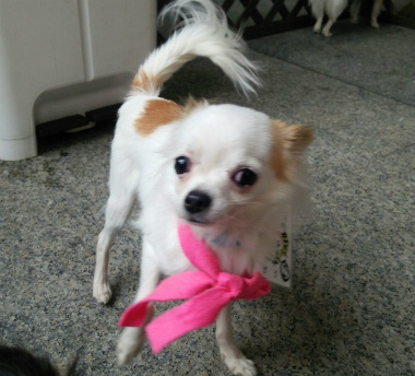 f:id:dog_life_saving:20140218212036j:image