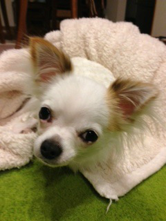 f:id:dog_life_saving:20140218212037j:image