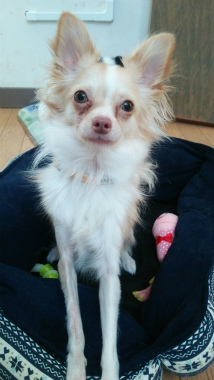 f:id:dog_life_saving:20140218220522j:image