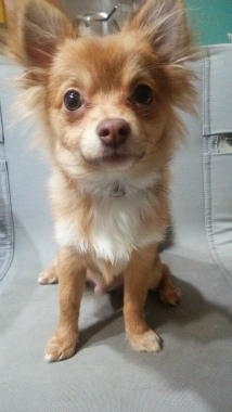 f:id:dog_life_saving:20140329173422j:image