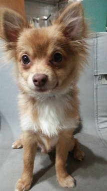 f:id:dog_life_saving:20140329173423j:image