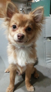 f:id:dog_life_saving:20140329173424j:image