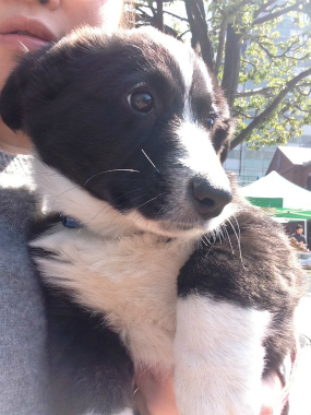 f:id:dog_life_saving:20140413205802j:image
