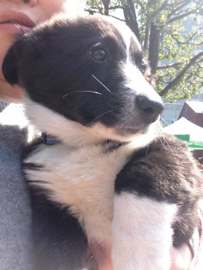 f:id:dog_life_saving:20140413205803j:image