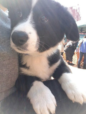 f:id:dog_life_saving:20140413205804j:image