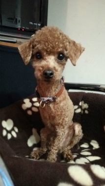 f:id:dog_life_saving:20140508212816j:image