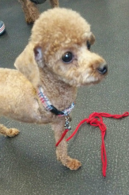 f:id:dog_life_saving:20140508212818j:image