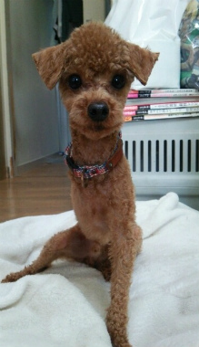 f:id:dog_life_saving:20140508212819j:image