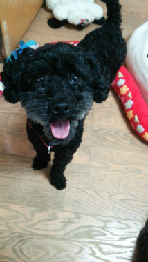 f:id:dog_life_saving:20140508214027j:image
