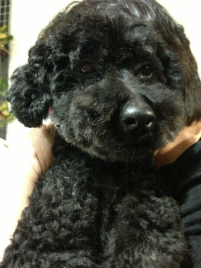 f:id:dog_life_saving:20140508214028j:image