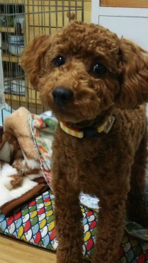 f:id:dog_life_saving:20140508214647j:image