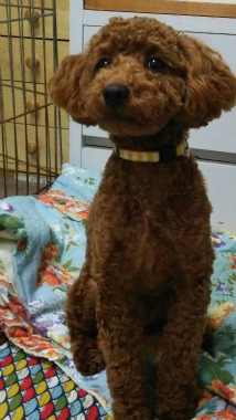 f:id:dog_life_saving:20140508214648j:image