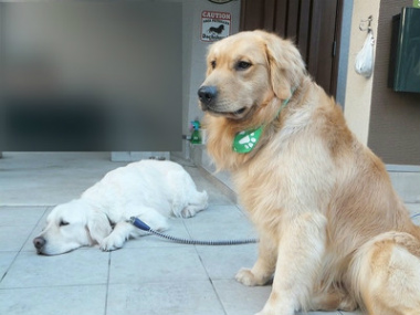 No p Grm ゴールデンレトリバー 1歳 30 0kg Doglifesaving 犬の紹介 No p Grm ゴールデンレトリバー 1歳 30 0kg Doglifesaving 犬の紹介