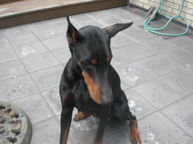 f:id:dog_life_saving:20140518220902j:image