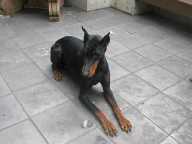 f:id:dog_life_saving:20140518220903j:image