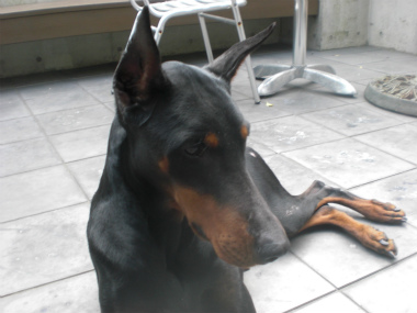 f:id:dog_life_saving:20140518220904j:image