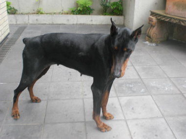 f:id:dog_life_saving:20140518220905j:image