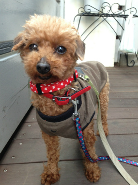 f:id:dog_life_saving:20140521222551j:image