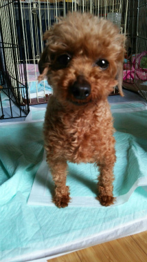 f:id:dog_life_saving:20140521222552j:image