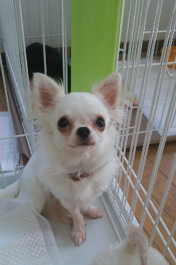 f:id:dog_life_saving:20140523221735j:image