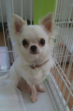 f:id:dog_life_saving:20140523221736j:image