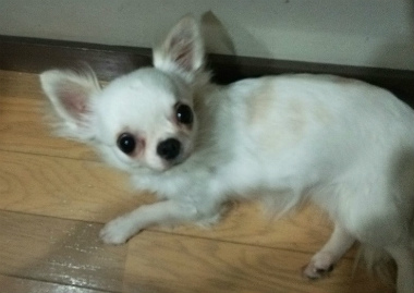 f:id:dog_life_saving:20140523221737j:image