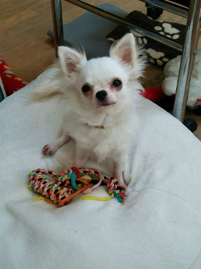 f:id:dog_life_saving:20140523221738j:image