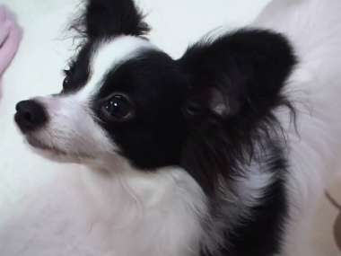 f:id:dog_life_saving:20140710203947j:image