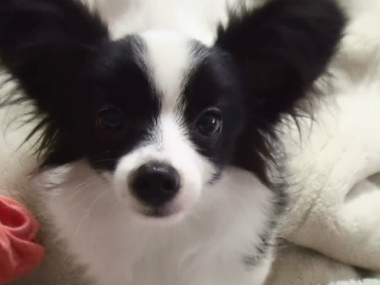 f:id:dog_life_saving:20140710203949j:image