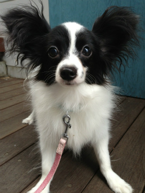 f:id:dog_life_saving:20140710210603j:image