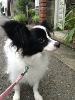 f:id:dog_life_saving:20140710210604j:image