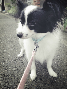 f:id:dog_life_saving:20140710210605j:image