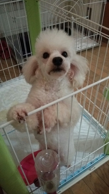 f:id:dog_life_saving:20140710211638j:image