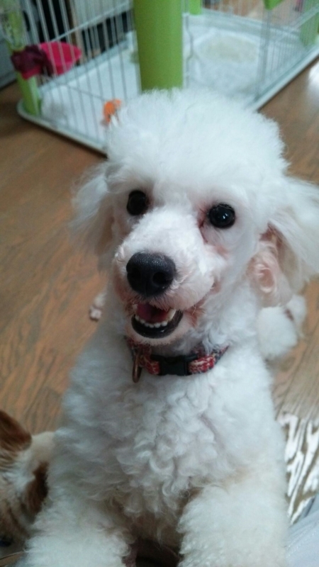 f:id:dog_life_saving:20140710211639j:image