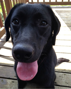 f:id:dog_life_saving:20140723224909j:image