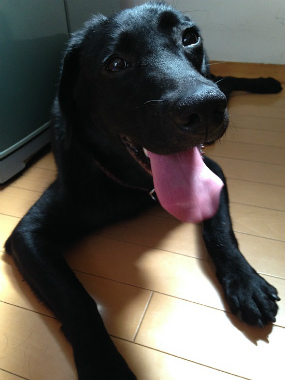 f:id:dog_life_saving:20140723224910j:image