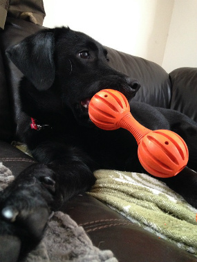 f:id:dog_life_saving:20140723224911j:image