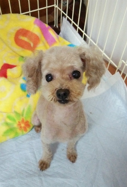 f:id:dog_life_saving:20140802205122j:image