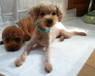 f:id:dog_life_saving:20140802205123j:image