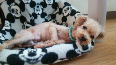 f:id:dog_life_saving:20140802205124j:image